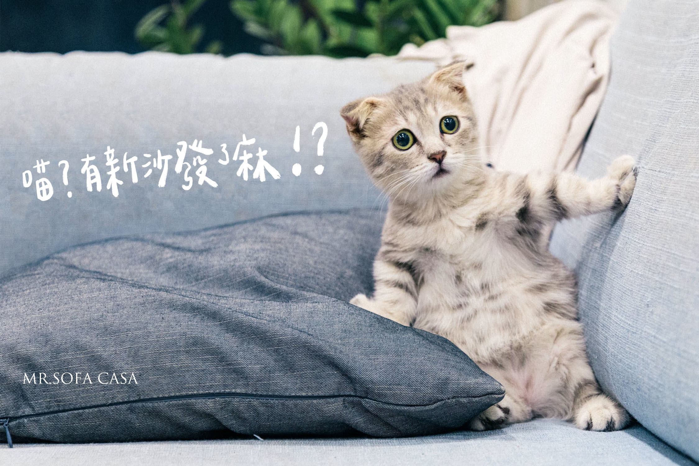 貓抓布沙發與貓抓皮沙發優缺點